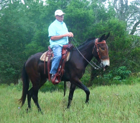 gaited mule